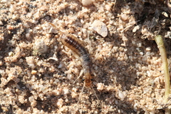 Labidura riparia
