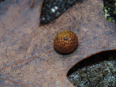 Acraspis pezomachoides