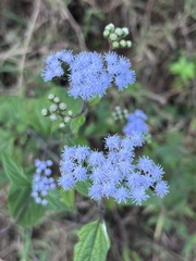 Ageratum houstonianum