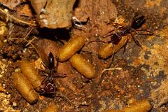 Odontomachus ruginodis