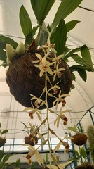 Coelogyne tomentosa
