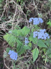 Ageratum houstonianum