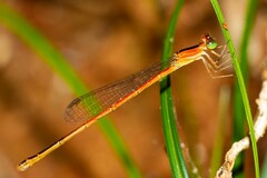 Agriocnemis exsudans