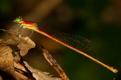 Agriocnemis exsudans