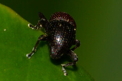 Trigonopterus