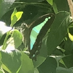 Graphium choredon