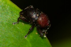 Trigonopterus