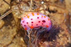 Mexichromis macropus