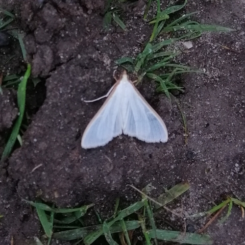 Jasmine Moth, Netherlands, photo 7 of 10
