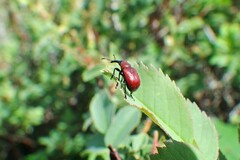 Merhynchites wickhami