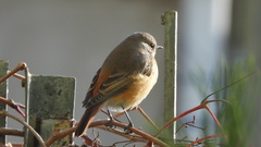Phoenicurus phoenicurus