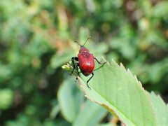 Merhynchites wickhami