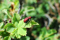 Merhynchites wickhami