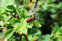 Merhynchites wickhami