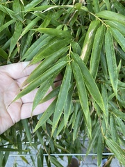 Fargesia dracocephala