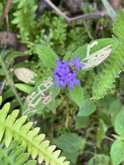 Crusea hispida