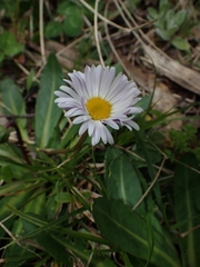 Brachyscome decipiens