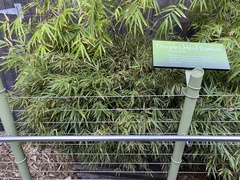 Fargesia dracocephala