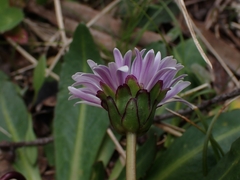 Brachyscome decipiens