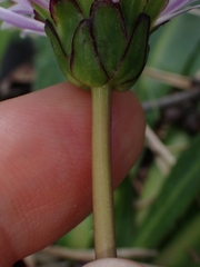 Brachyscome decipiens