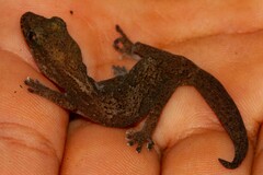 Diplodactylidae