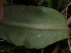 Brachyscome decipiens