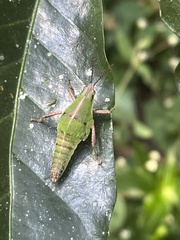 Sphenarium
