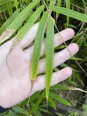 Drepanostachyum khasianum
