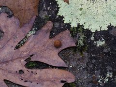 Acraspis pezomachoides