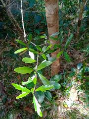 Denhamia fournieri