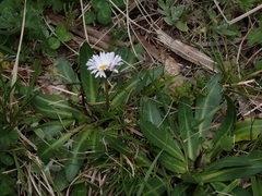 Brachyscome decipiens