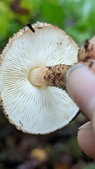 Lepiota eriophora