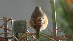 Phoenicurus phoenicurus