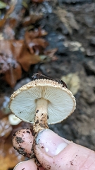 Lepiota eriophora