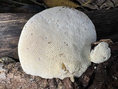 Trametes lactinea