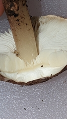 Lepiota eriophora