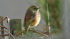 Phoenicurus phoenicurus