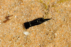 Chelidonura