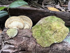 Trametes lactinea