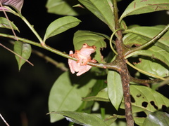 Rhacophorus pardalis