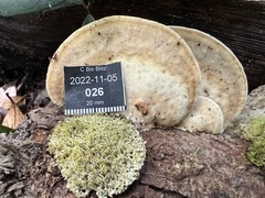 Trametes lactinea