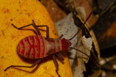 Leptocoris