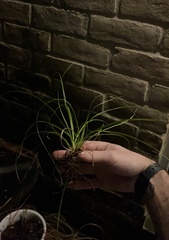 Fimbristylis dichotoma