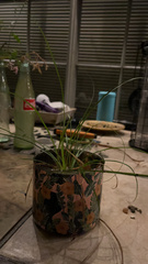 Fimbristylis dichotoma