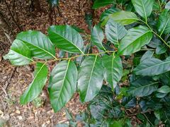 Diospyros fasciculosa