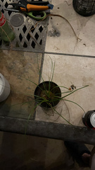 Fimbristylis dichotoma