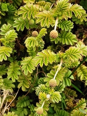 Acaena anserinifolia