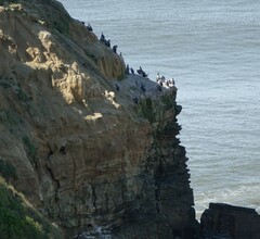 Phalacrocorax punctatus