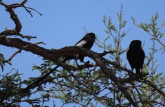 Lanius melanoleucus