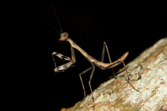 Notomantis brunneriana